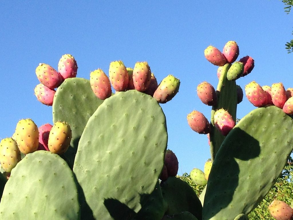 Usos Del Nopal: Medicinales Y Naturales - Enciclopedia De Los Alimentos