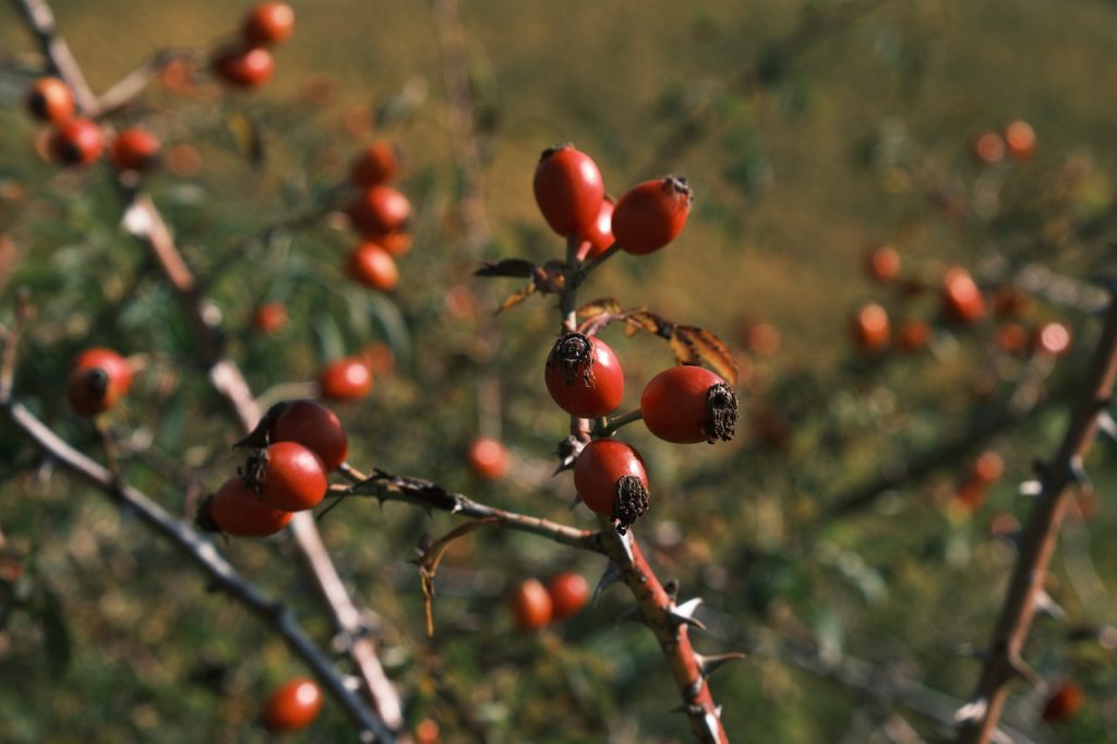 Escaramujo: 7 Beneficios a la Salud + Valor nutricional 7 Escaramujo: 7 Beneficios a la Salud + Valor nutricional 7