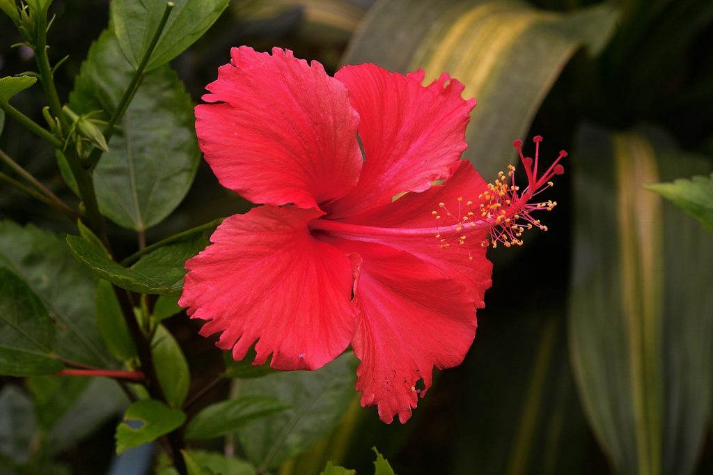Hibisco y su Té: 7 Beneficios y Propiedades muy significativas 10