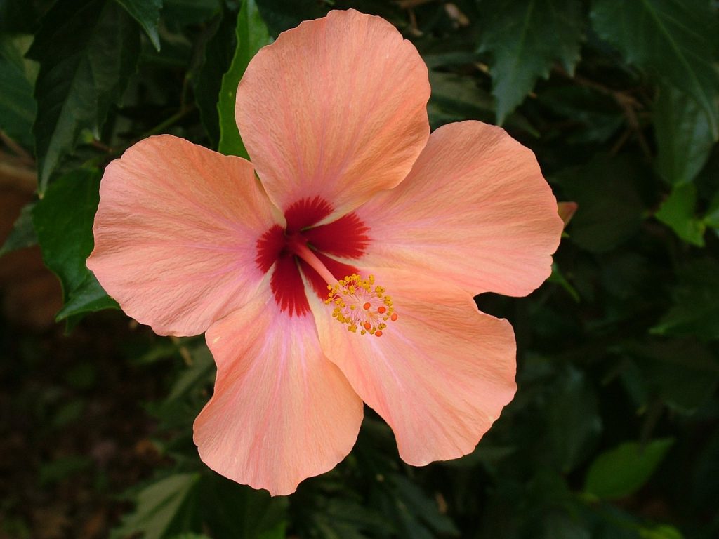 Hibisco y su Té: 7 Beneficios y Propiedades muy significativas 11