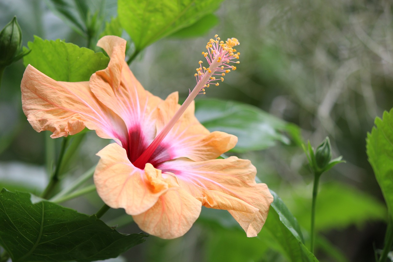 Hibisco Y Su Té: 7 Beneficios Y Propiedades Muy Significativas » 2024