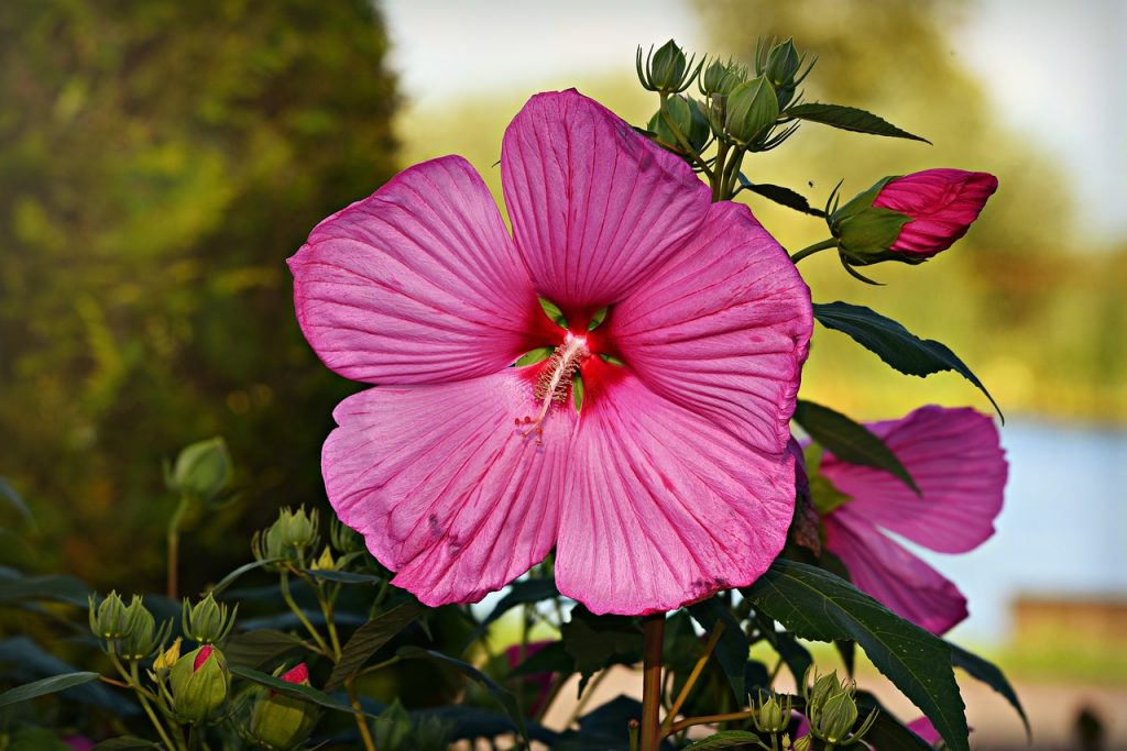 Hibisco Y Su Té: 7 Beneficios Y Propiedades Muy Significativas » 2024