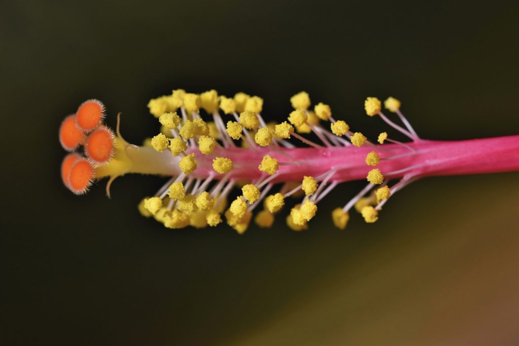 Hibisco y su Té: 7 Beneficios y Propiedades muy significativas 5