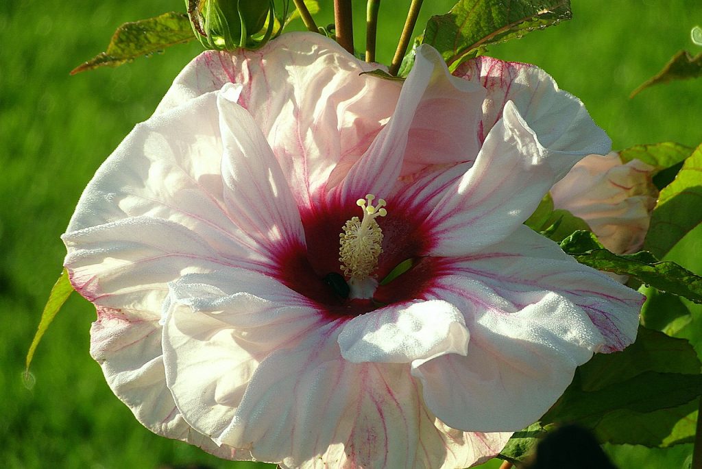 Hibisco y su Té: 7 Beneficios y Propiedades muy significativas 7