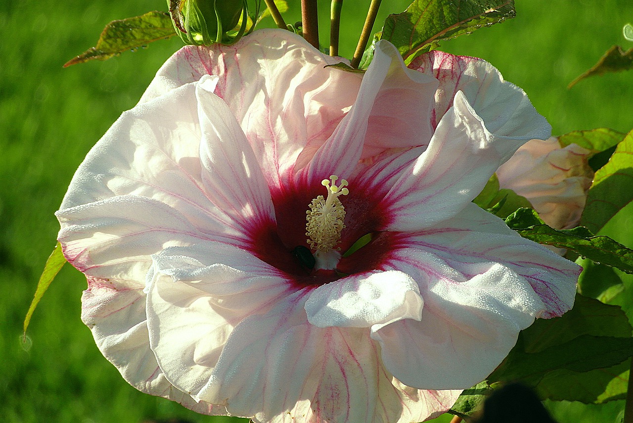 Hibisco Y Su T Beneficios Y Propiedades Muy Significativas