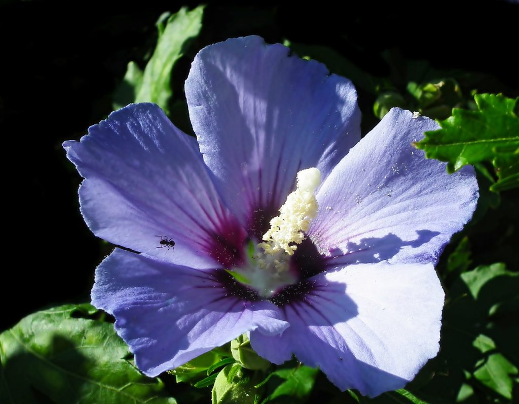Hibisco y su Té: 7 Beneficios y Propiedades muy significativas 9