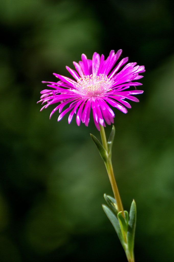 Uña de Gato: Beneficios y usos de la planta medicinal 6
