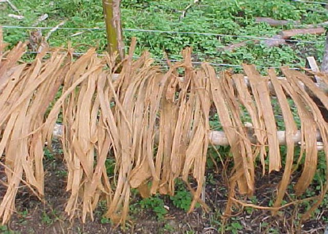 Uña de Gato: Beneficios y usos de la planta medicinal 4