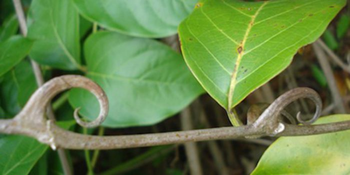 Uña de Gato: Beneficios y usos de la planta medicinal 5