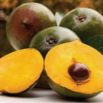 ¿Cómo sembrar Lúcuma en casa? Solución: Maceta 4