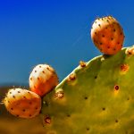 Nopal del Cerro: Propiedades Curativas y usos 3
