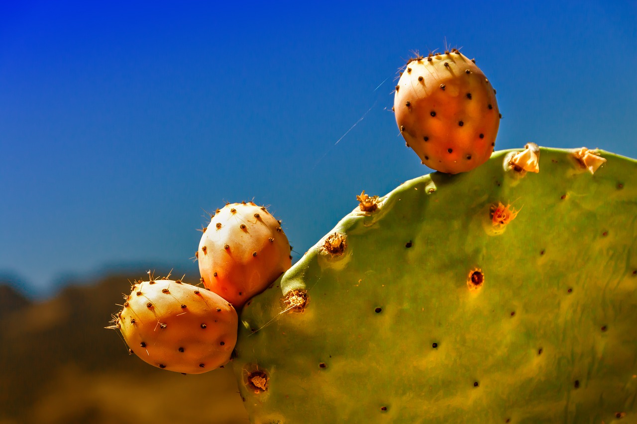 Nopal Del Cerro Propiedades Curativas Y Usos 2024 nopal-del-cerro-propiedades-curativas-y-usos-2024
