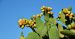 Nopal: 10 Beneficios y Propiedades curativas (Opuntia) 9