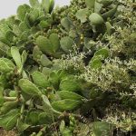 nopal planta