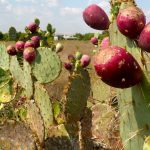 Usos del Nopal: Medicinales y naturales 5