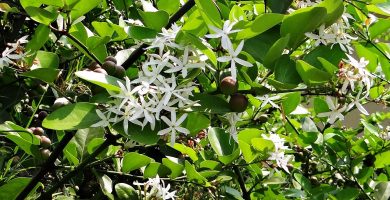 Cuidados y plantación de la Carissa – ¿Cómo sembrar en macetas? 2 Cuidados y plantación de la Carissa – ¿Cómo sembrar en macetas? 2