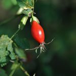 Toxicidad del escaramujo 5