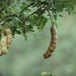 Árbol del Tamarindo y su Cultivo - Bonsai 3