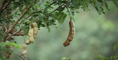 Árbol del Tamarindo y su Cultivo - Bonsai 2 Árbol del Tamarindo y su Cultivo - Bonsai 2