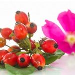 Escaramujo y Rosa Mosqueta: Diferencias y Similitudes 4