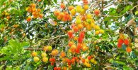 ¿Cómo sembrar Rambutan? Cultivo en parcelas o macetas 2