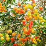 ¿Cómo sembrar Rambutan? Cultivo en parcelas o macetas 4