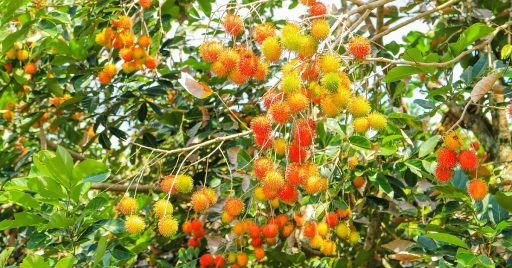 ¿Cómo sembrar Rambutan? Cultivo en parcelas o macetas 1