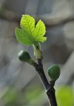 Higuera (Ficus carica): La Planta del Higo y su Cultivo 4