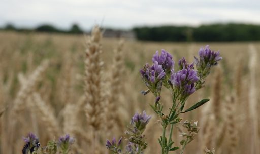 Cultivo de la Semilla de Alfalfa y sus Variantes 4