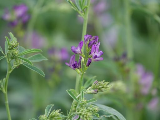Cultivo de la Semilla de Alfalfa y sus Variantes 2