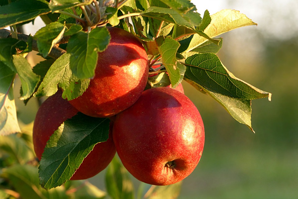 Vinagre de Manzana: Beneficios y Contraindicaciones demostrados por Científicos 2