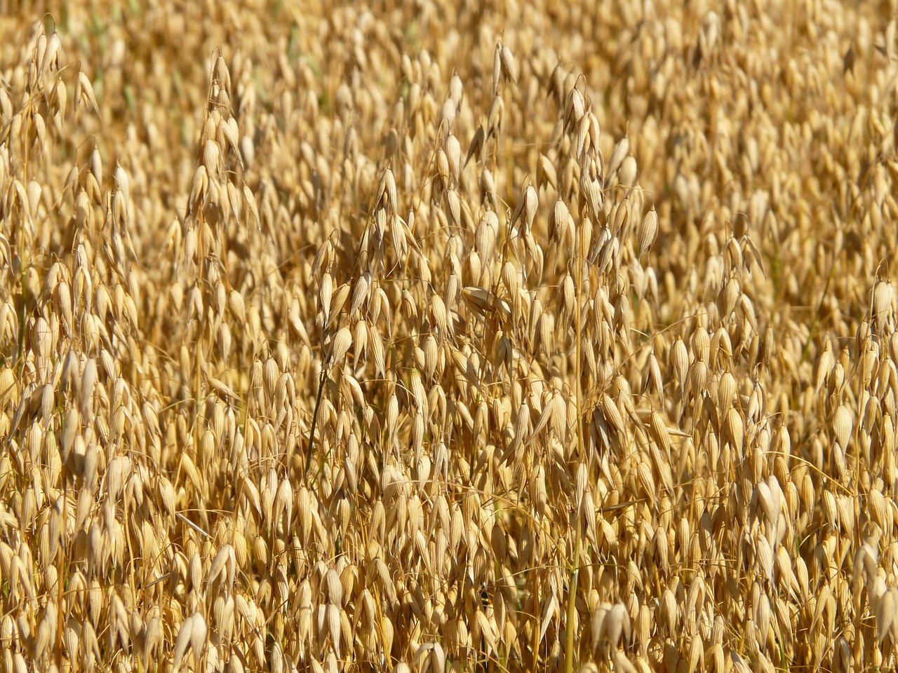 Campos de avena