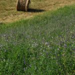 Cultivo de la Semilla de Alfalfa y sus Variantes 2