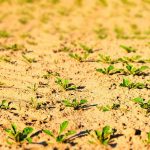 ¿Cómo cultivar la Remolacha? Técnicas y cuidados 6