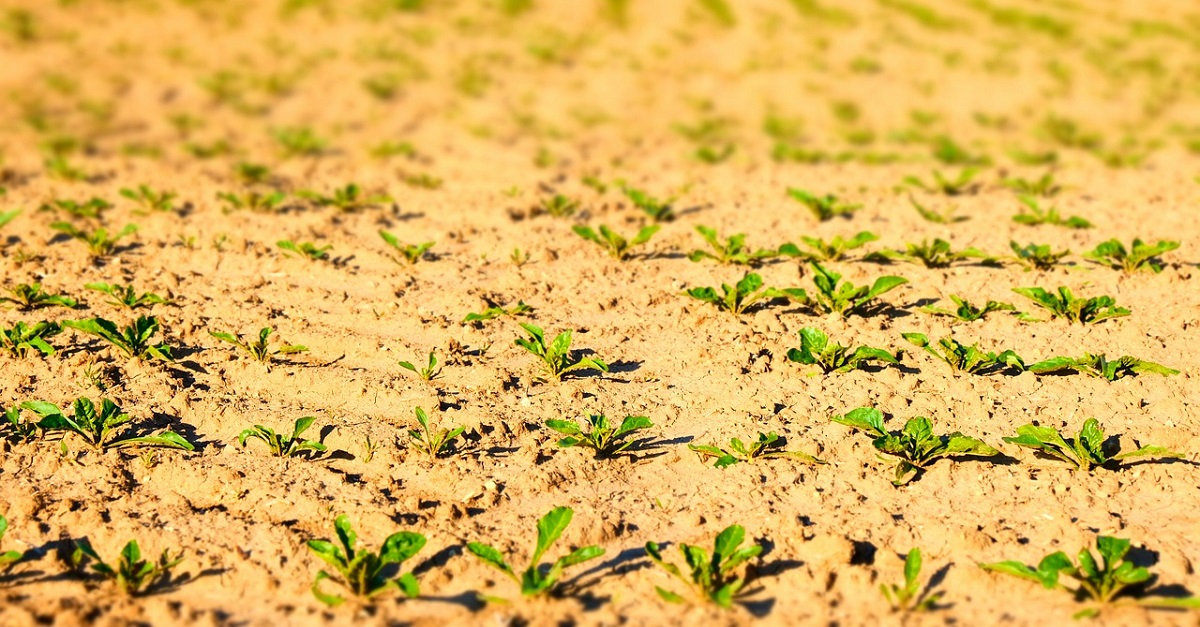 ¿Cómo Cultivar La Remolacha? Técnicas Y Cuidados » 2024