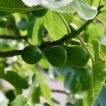 Higuera (Ficus carica): La Planta del Higo y su Cultivo 5