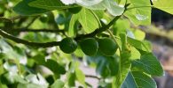 Higuera (Ficus carica): La Planta del Higo y su Cultivo 3