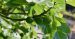 Higuera (Ficus carica): La Planta del Higo y su Cultivo 7