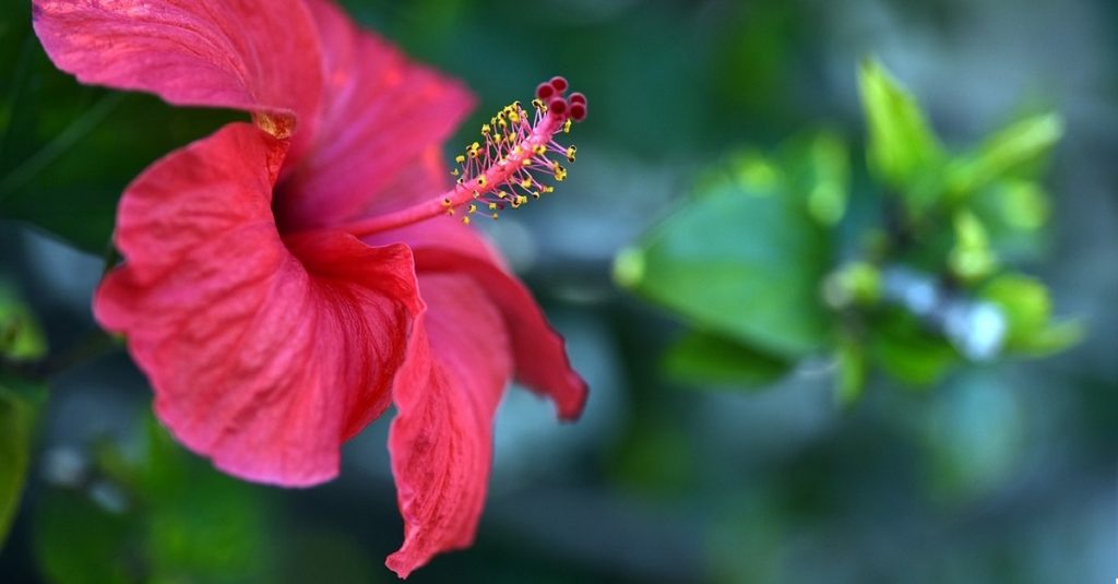 Hibisco Y Su Té: 7 Beneficios Y Propiedades Muy Significativas » 2024