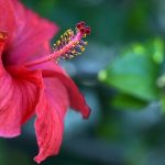 Hibisco y su Té: 7 Beneficios y Propiedades muy significativas 6