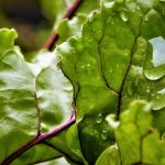 Hojas de Remolacha: Beneficios y Recetas 7
