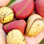 Nuez de Cola: 7 Beneficios de un alimento especial 9