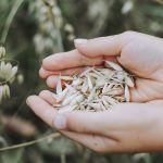 Planta de Avena y su cultivo| Plagas y Enfermedades 4