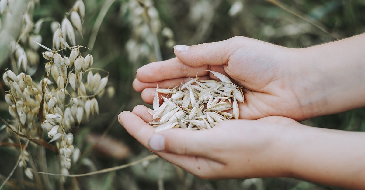 Planta De Avena Y Su Cultivo| Plagas Y Enfermedades