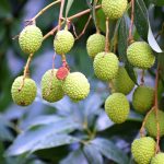 Planta de Lichi – Cómo sembrar la planta 5