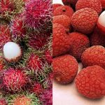 Lichi y Rambután: Diferencias entre frutas 4
