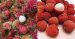 Lichi y Rambután: Diferencias entre frutas 11