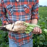 Remolacha Azucarera: Proceso, Cultivo y Diferencias 3