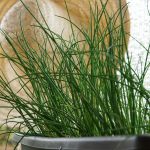 La planta de Cebollino o Cebollín: Siembra y Cuidados 2