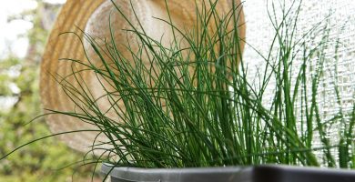 La planta de Cebollino o Cebollín: Siembra y Cuidados 2 La planta de Cebollino o Cebollín: Siembra y Cuidados 2